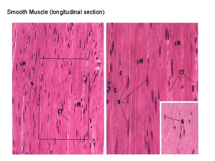 Smooth Muscle (longitudinal section) 