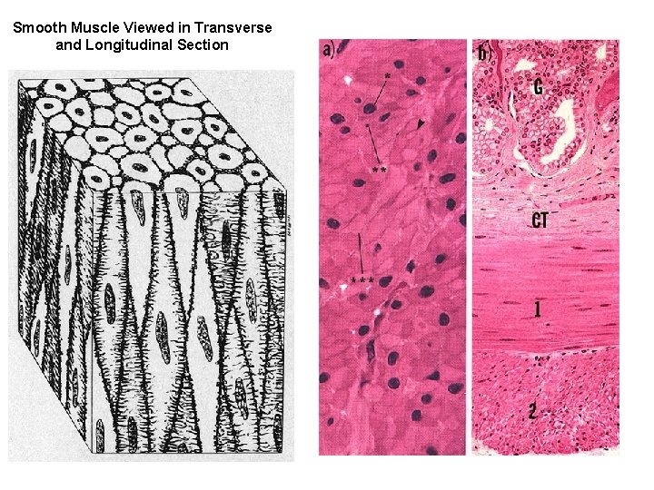 Smooth Muscle Viewed in Transverse and Longitudinal Section 