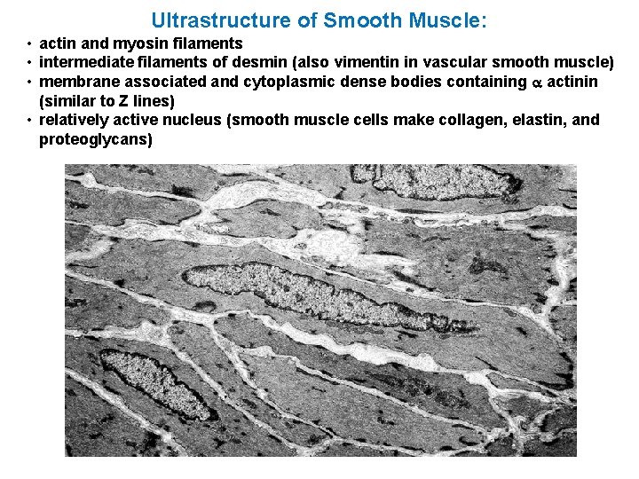 Ultrastructure of Smooth Muscle: • actin and myosin filaments • intermediate filaments of desmin