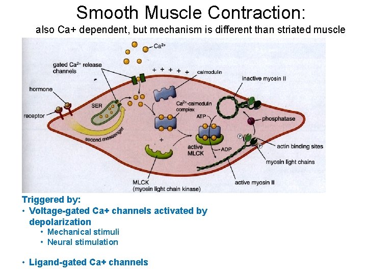 Smooth Muscle Contraction: also Ca+ dependent, but mechanism is different than striated muscle Triggered