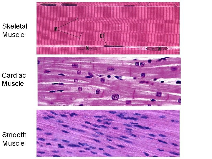 Skeletal Muscle Cardiac Muscle Smooth Muscle 