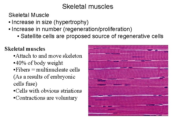 Skeletal muscles Skeletal Muscle • Increase in size (hypertrophy) • Increase in number (regeneration/proliferation)