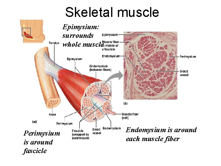 Skeletal muscle Epimysium: surrounds whole muscle Perimysium is around fascicle Endomysium is around each