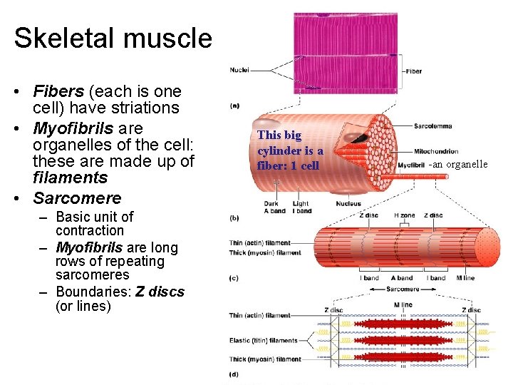 Skeletal muscle • Fibers (each is one cell) have striations • Myofibrils are organelles