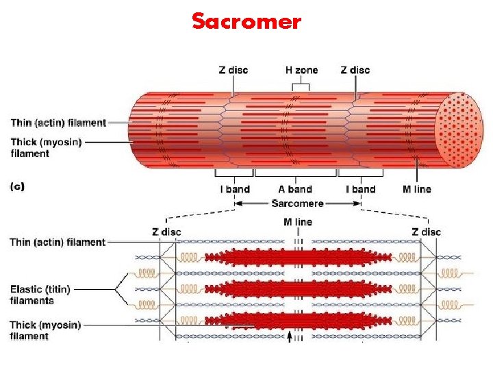 Sacromer 