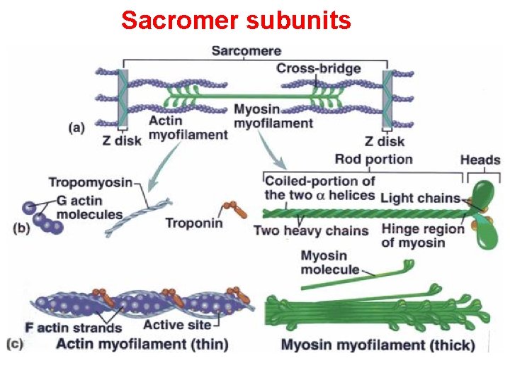 Sacromer subunits 
