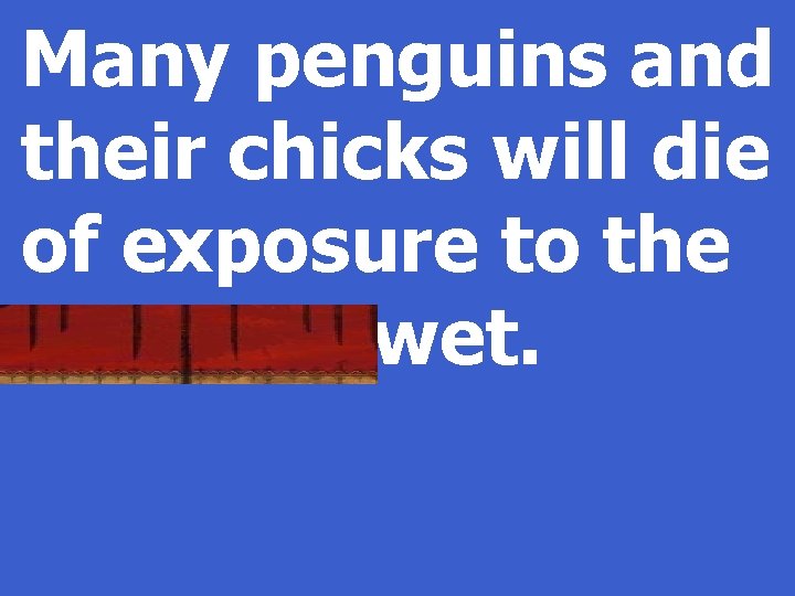Many penguins and their chicks will die of exposure to the cold and wet.