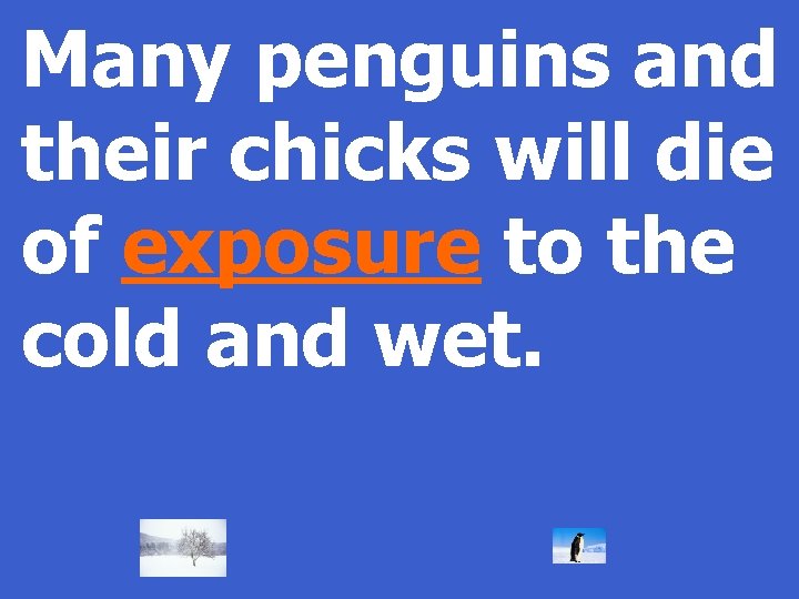 Many penguins and their chicks will die of exposure to the cold and wet.