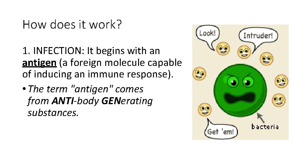 How does it work? 1. INFECTION: It begins with an antigen (a foreign molecule
