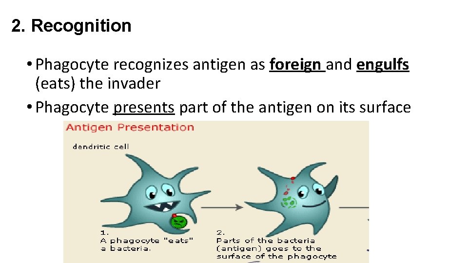 2. Recognition • Phagocyte recognizes antigen as foreign and engulfs (eats) the invader •