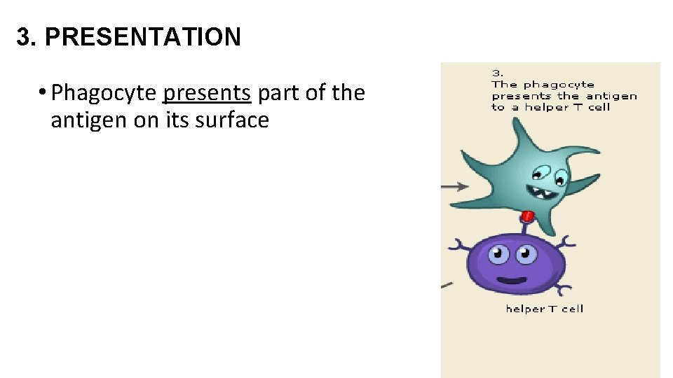 3. PRESENTATION • Phagocyte presents part of the antigen on its surface 