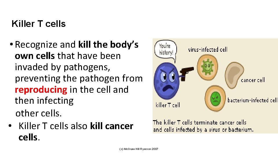 Killer T cells • Recognize and kill the body’s own cells that have been