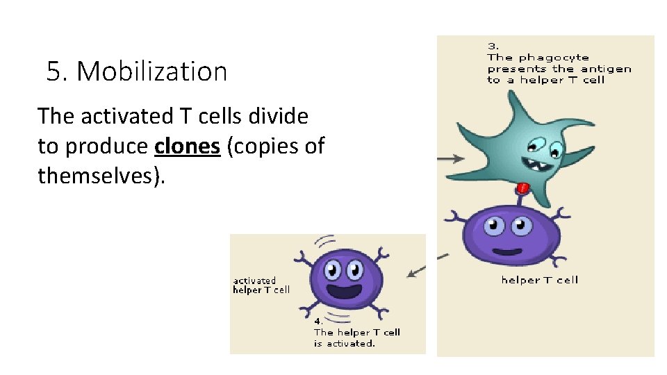 5. Mobilization The activated T cells divide to produce clones (copies of themselves). 