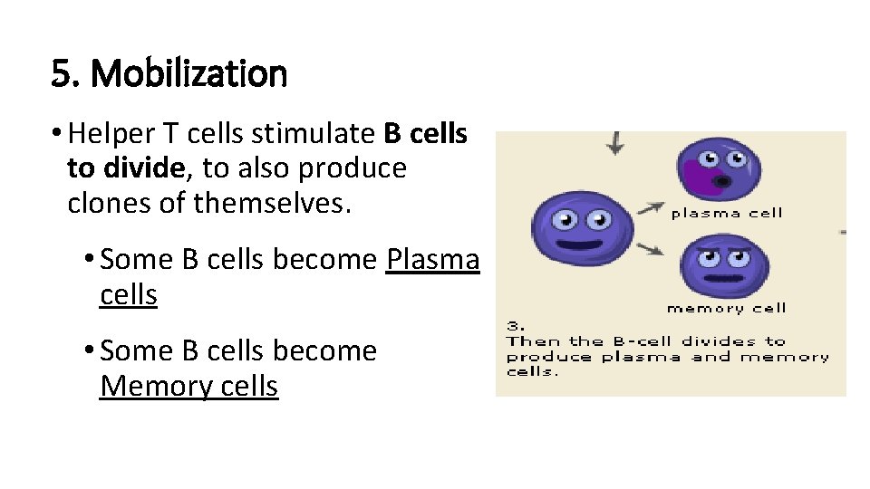 5. Mobilization • Helper T cells stimulate B cells to divide, to also produce