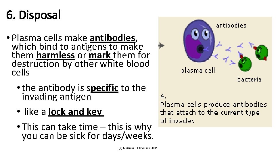 6. Disposal • Plasma cells make antibodies, which bind to antigens to make them