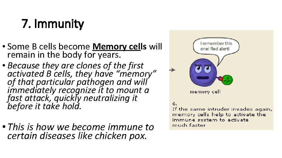 7. Immunity • Some B cells become Memory cells will remain in the body