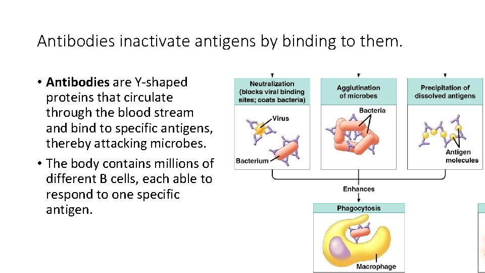 Antibodies inactivate antigens by binding to them. • Antibodies are Y-shaped proteins that circulate