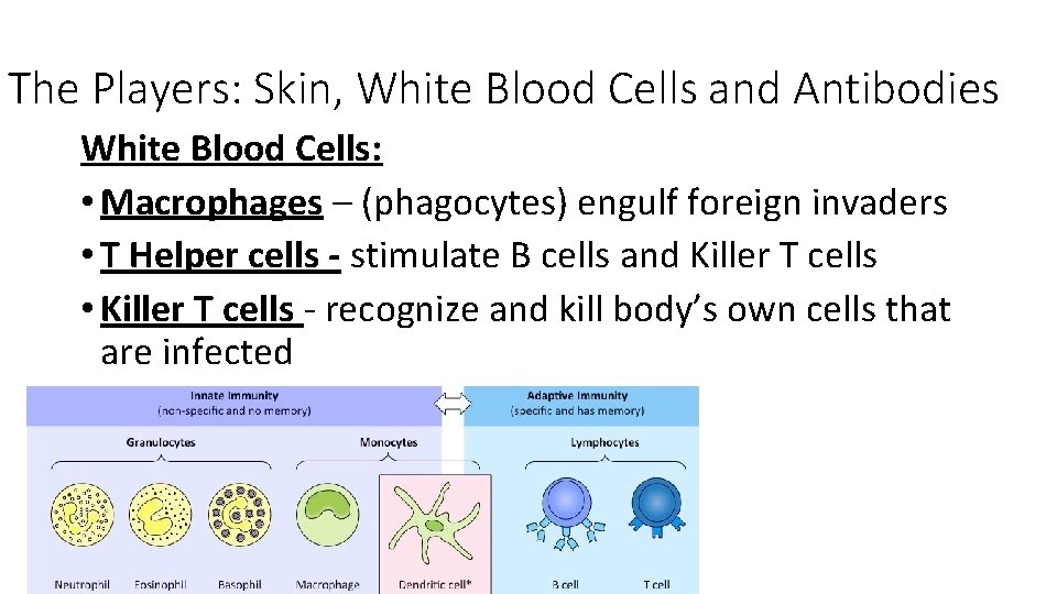 The Players: Skin, White Blood Cells and Antibodies White Blood Cells: • Macrophages –