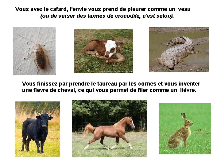 Vous avez le cafard, l'envie vous prend de pleurer comme un veau (ou de