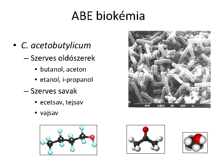 ABE biokémia • C. acetobutylicum – Szerves oldószerek • butanol, aceton • etanol, i-propanol