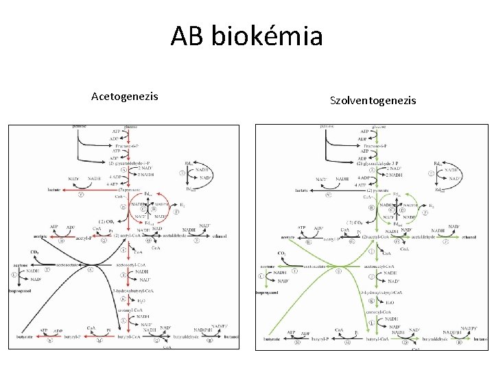 AB biokémia Acetogenezis Szolventogenezis 
