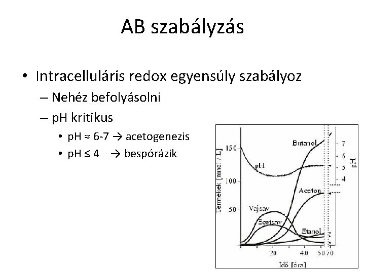 AB szabályzás • Intracelluláris redox egyensúly szabályoz – Nehéz befolyásolni – p. H kritikus