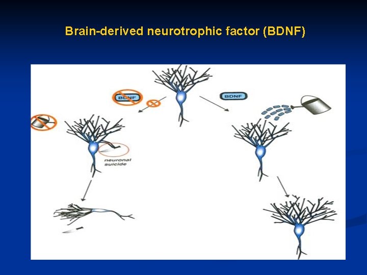 Brain-derived neurotrophic factor (BDNF) 