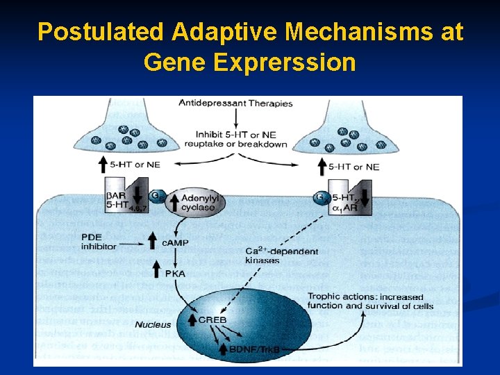 Postulated Adaptive Mechanisms at Gene Exprerssion 