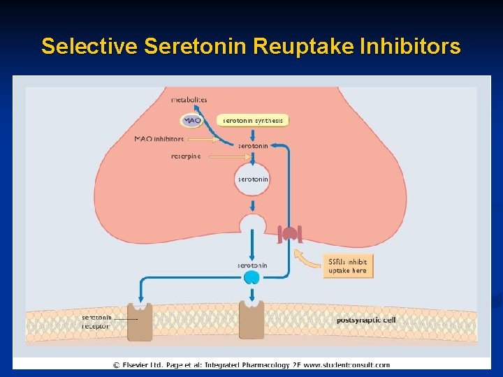 Selective Seretonin Reuptake Inhibitors 