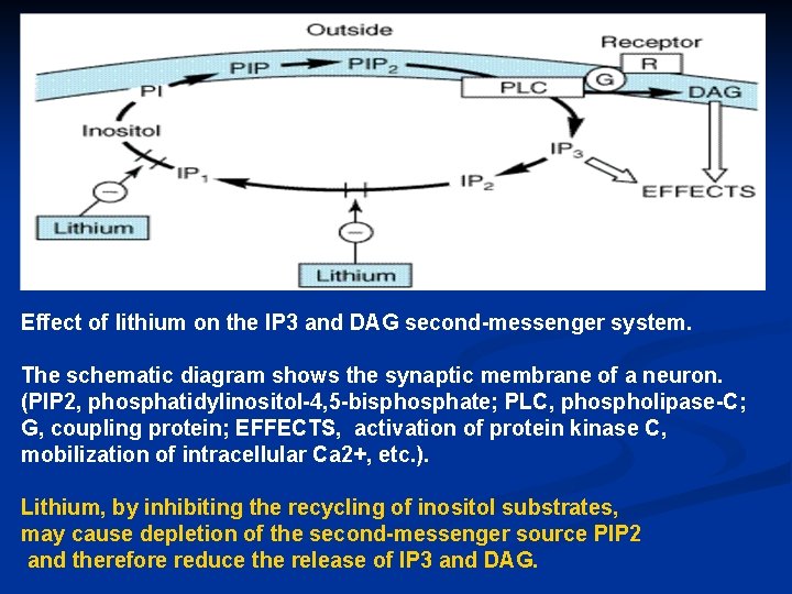 Effect of lithium on the IP 3 and DAG second-messenger system. The schematic diagram