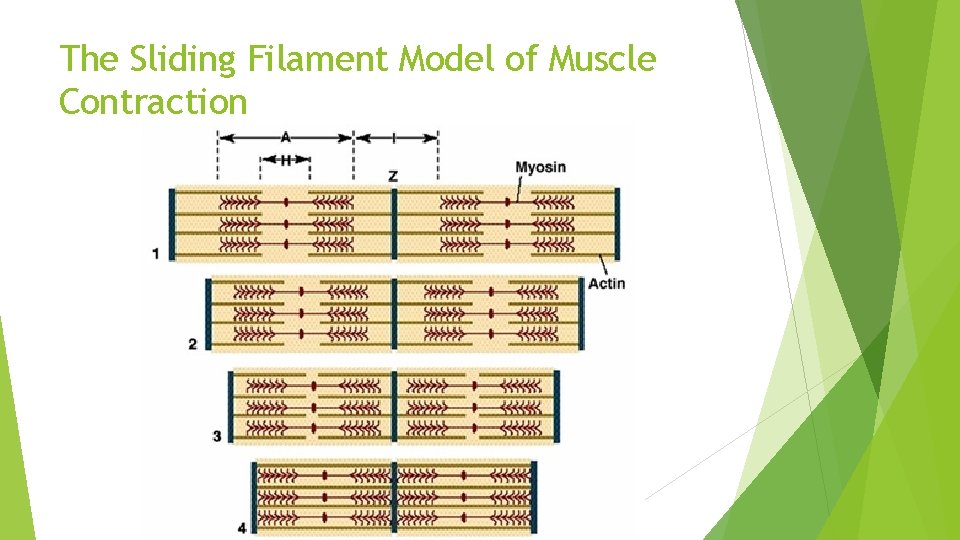 The Sliding Filament Model of Muscle Contraction 