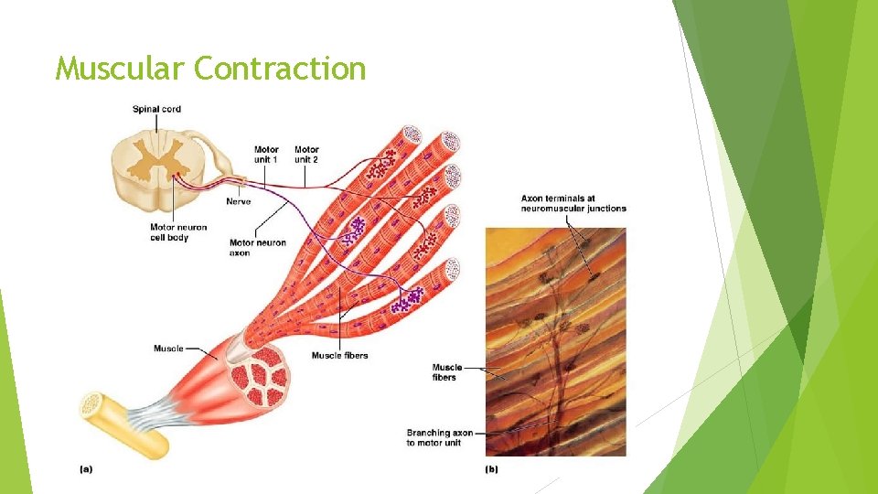 Muscular Contraction 