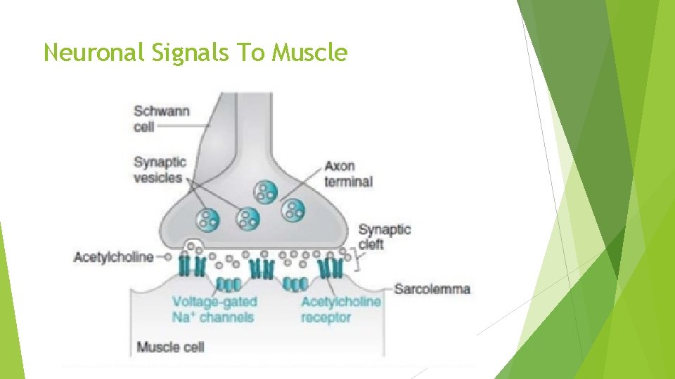 Neuronal Signals To Muscle 