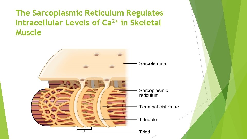 The Sarcoplasmic Reticulum Regulates Intracellular Levels of Ca 2+ in Skeletal Muscle 