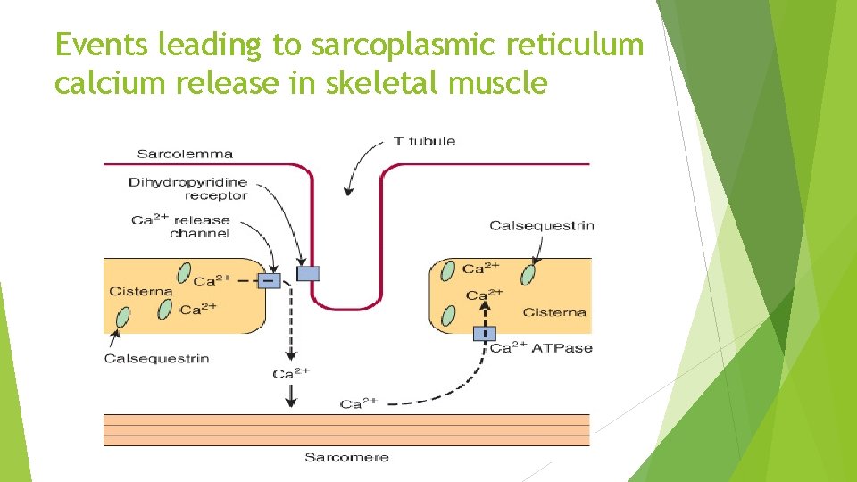 Events leading to sarcoplasmic reticulum calcium release in skeletal muscle 