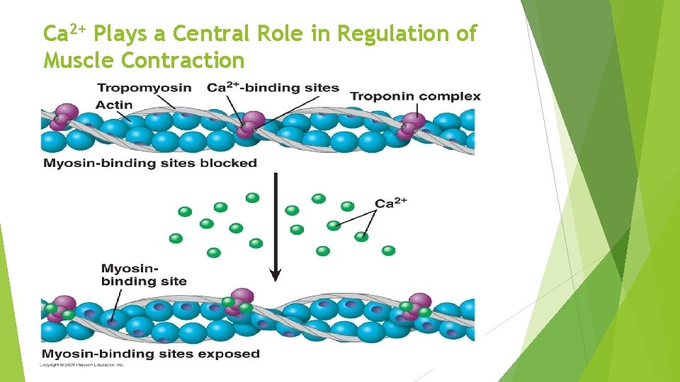 Ca 2+ Plays a Central Role in Regulation of Muscle Contraction 