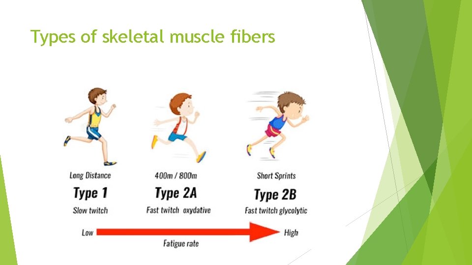 Types of skeletal muscle fibers 