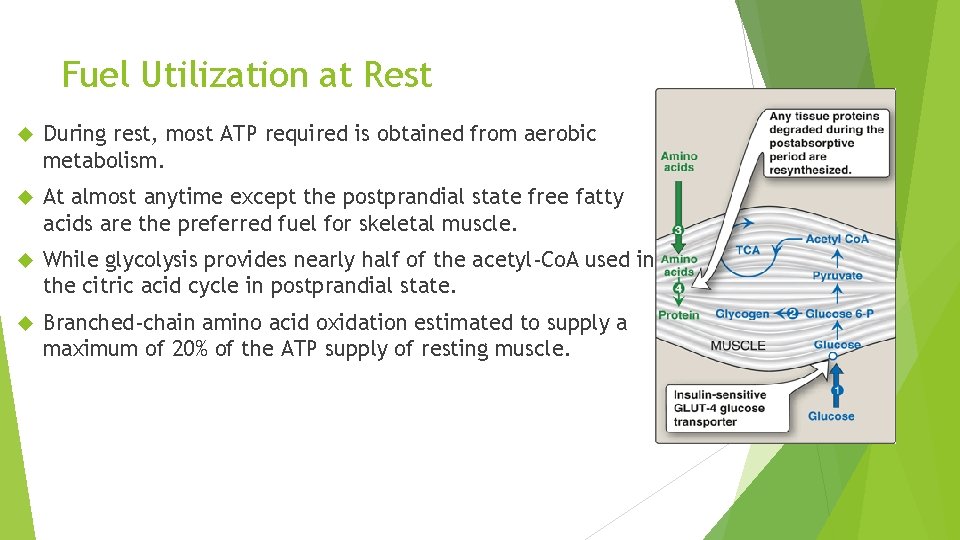 Fuel Utilization at Rest During rest, most ATP required is obtained from aerobic metabolism.