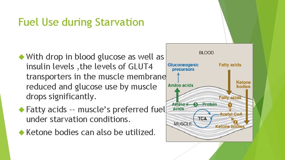 Fuel Use during Starvation With drop in blood glucose as well as insulin levels