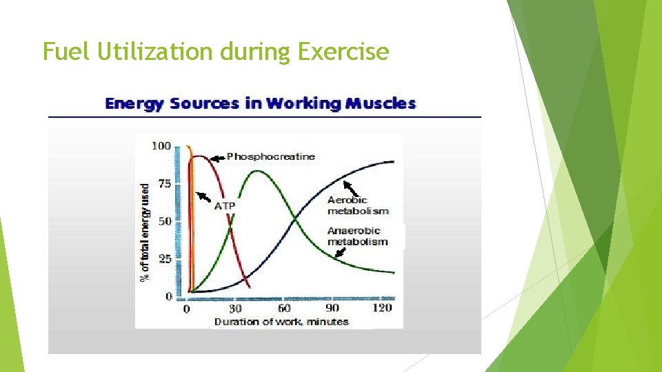 Fuel Utilization during Exercise 