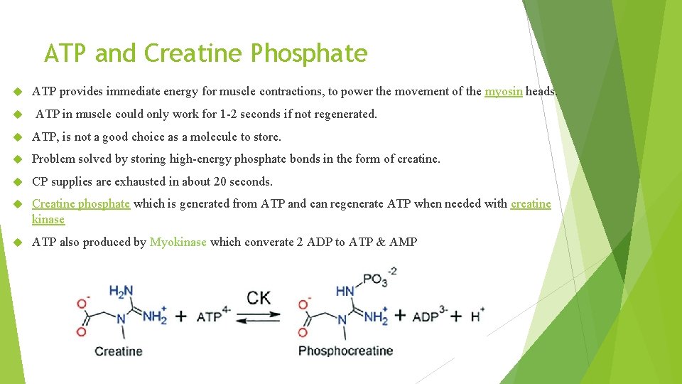 ATP and Creatine Phosphate ATP provides immediate energy for muscle contractions, to power the