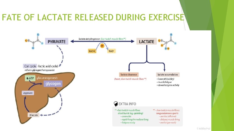 FATE OF LACTATE RELEASED DURING EXERCISE 