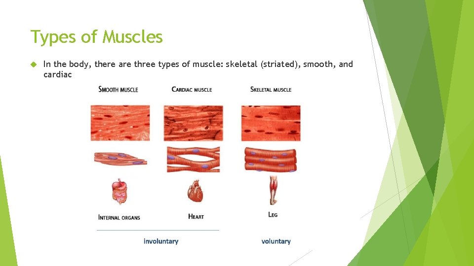 Types of Muscles In the body, there are three types of muscle: skeletal (striated),