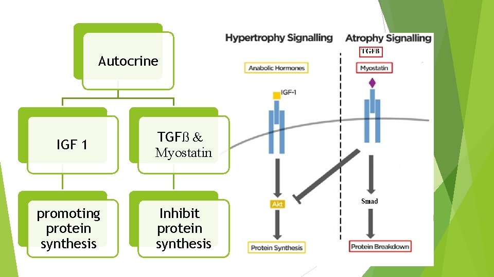 Autocrine IGF 1 promoting protein synthesis TGFß & Myostatin Inhibit protein synthesis 