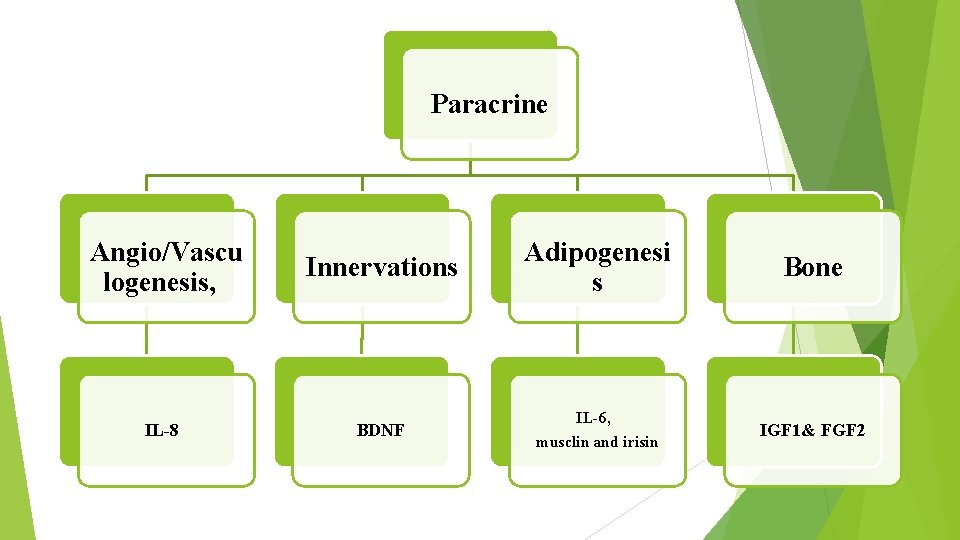 Paracrine Angio/Vascu logenesis, IL-8 Innervations Adipogenesi s Bone BDNF IL-6, musclin and irisin IGF