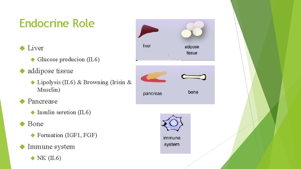 Endocrine Role Liver addipose tissue Insulin seretion (IL 6) Bone Lipolysis (IL 6) &