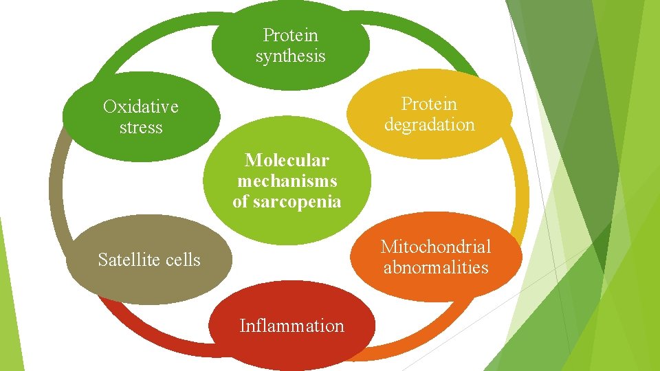 Protein synthesis Protein degradation Oxidative stress Molecular mechanisms of sarcopenia Mitochondrial abnormalities Satellite cells