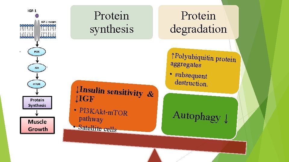 Protein synthesis ↓Insulin sensitivi ty & ↓IGF • PI 3 KAkt-m. TOR pathway •