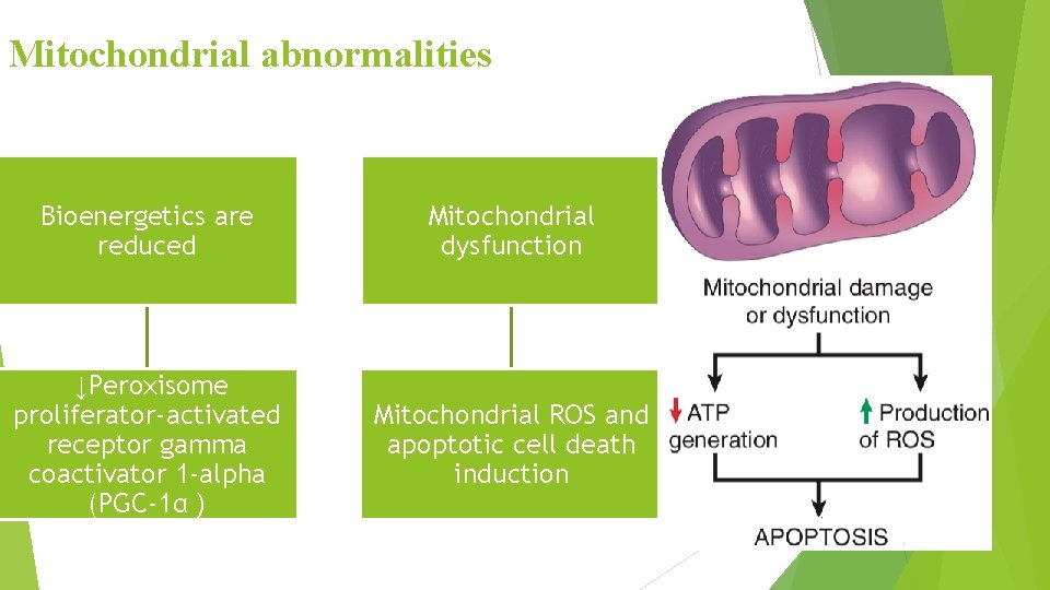 Mitochondrial abnormalities Bioenergetics are reduced Mitochondrial dysfunction ↓Peroxisome proliferator-activated receptor gamma coactivator 1 -alpha