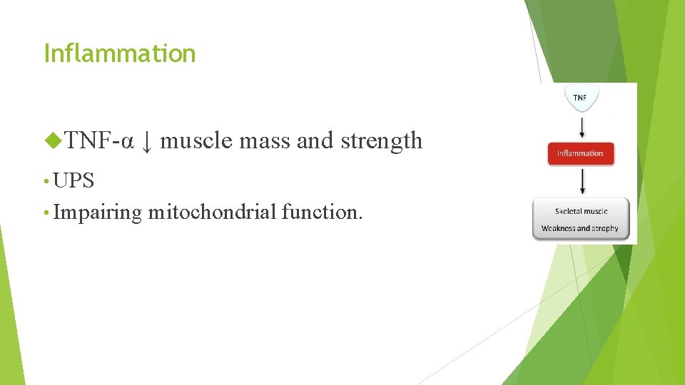 Inflammation TNF-α ↓ muscle mass and strength • UPS • Impairing mitochondrial function. 